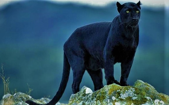 black panther at Kumbhalgarh wildlife sanctuary